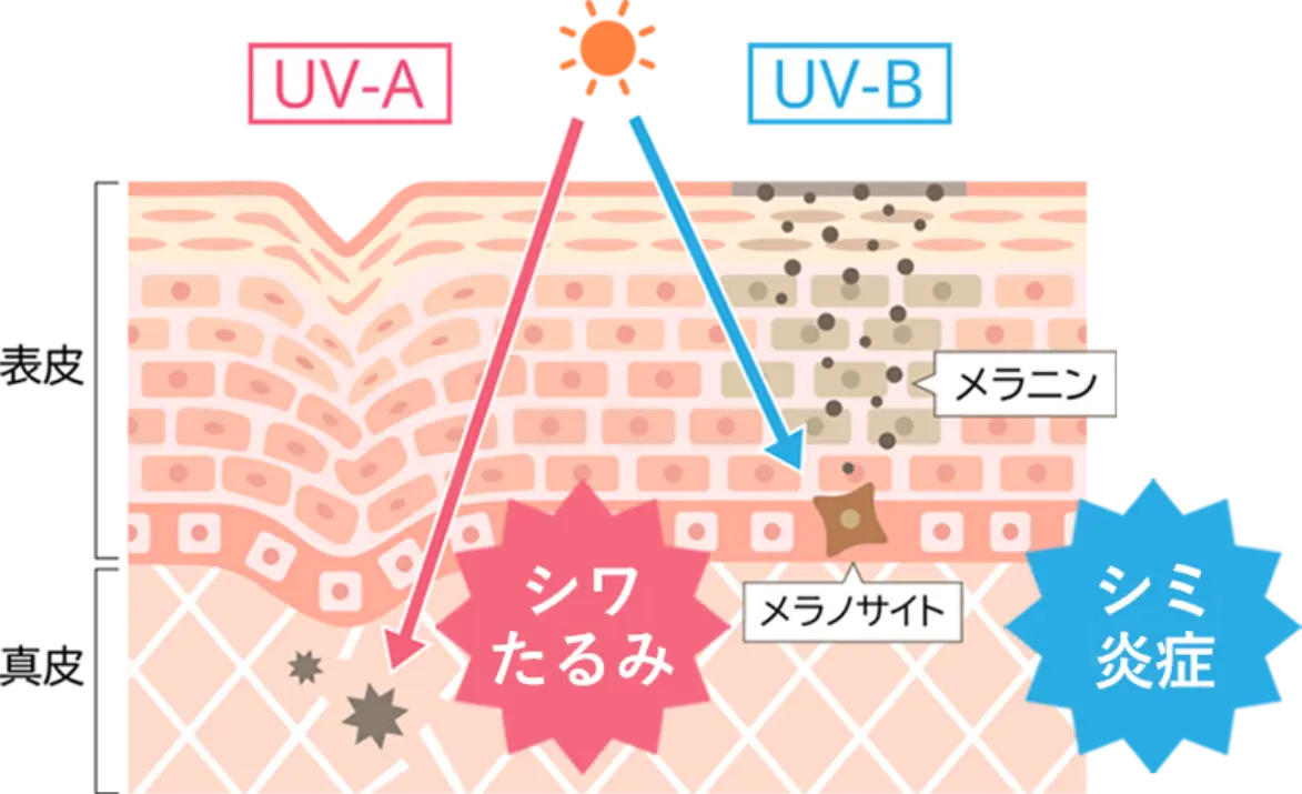 UVケアの肌図